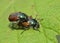 Garden Chafer Beetle