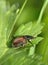 Garden Chafer Beetle