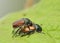Garden Chafer Beetle