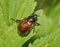 Garden Chafer Beetle