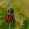 The garden chafer beetle, Phyllopertha horticola