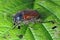 Garden Chafer Beetle â€“ Phyllopertha horticola on damaged leaf of raspberry leaf in garden.