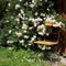 Garden chair with rambler roses