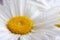 Garden chamomile in drops of water after rain