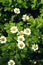 Garden chamomile green bush with flowers close up