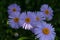 Garden chamomile Pyrethrum purple on a green background with a beam of sunshine. Perennial herba-ceous plant.