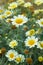 Garden chamomiles daisy flowers closeup. Beautiful nature scene with blooming medical chamomiles
