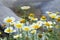 Garden chamomiles daisy flowers closeup. Beautiful nature scene with blooming medical chamomiles