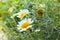 Garden chamomiles daisy flowers closeup. Beautiful nature scene with blooming medical chamomiles