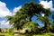 garden of Chateau de Montreuil-Bellay, Pays-de-la-Loire, France