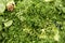 Garden Chervil, Anthriscus cerefolium