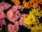 Garden Chrysanthemum Variety of Colors are Blooming