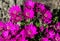 Garden cineraria purple flower (cineraria hybrida) blooming in spring