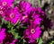 Garden cineraria purple flower (cineraria hybrida) blooming in spring