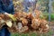 Garden cleaning in autumn. Man in yellow gloves throws out walnut branches that were collected in his garden