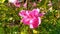 In the garden, close-up of a rose swaying in the wind.