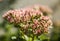 The garden - a closeup of a bunch of pale pink flowers.