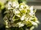 The garden - a closeup of a bunch of pale yellow flowers.