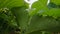 The garden closeup of strawberry beds