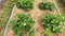 The garden closeup of strawberry beds