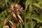 Garden clove seeds, dianthus caryophyllus, in dry inflorescences against the background of grass