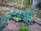 Garden of collard greens and other vegetables during daytime