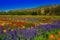 Garden with colorful flowers mountains