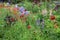 Garden with colorful flowers poppy, iris, lupine and columbine