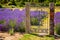 Garden with colorful lavender field and rustic vintage gate