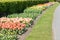 Garden with coloured tulip flowers