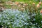 A garden composition of spring flowers.