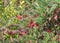 Garden corner with green and red leaves