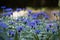 garden cornflowers