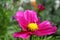 Garden Cosmos CloseUp, Bright Magenta Petals