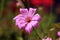 Garden cosmos or Cosmos bipinnatus dark to light purple half-hardy annual blooming flower with petals starting to wither