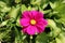 Garden cosmos or Cosmos bipinnatus dark violet half-hardy annual blooming flower