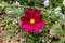 Garden cosmos or Cosmos bipinnatus or Mexican aster dark red flower