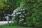 Garden in the courtyard. white flowers among lush foliage