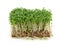 Garden cress