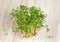 Garden cress  growing from cotton pad , top view.