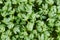 Garden cress or Lepidium sativum