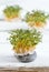 Garden cress, Lepidum sativum, growing from cotton pad on the white table