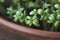 Garden cress sprouts, front view macro food photo. Green seedlings and young plants of a healthy microgreen. Selective focus