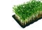 Garden cress in tray on white