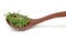 Garden cress in wooden spoon