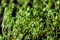 Garden cress, young plants, macro photo from above. edible herb. Microgreen. Peppery flavor and aroma. Also called