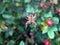 Garden Cross Spider