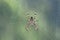 Garden cross spider in the middle of its web