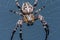 The Garden cross spider sitting on web