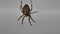 Garden Cross Spider Waiting In Web For Prey